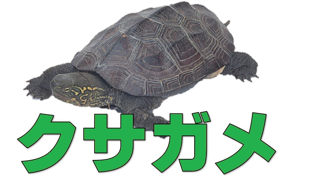 【亀を飼おう②】クサガメ