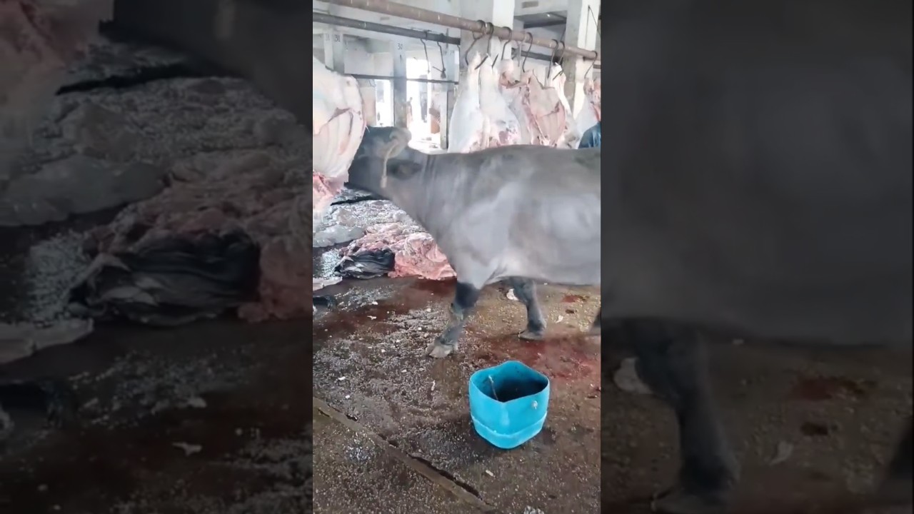 Dark reality of milk industry
