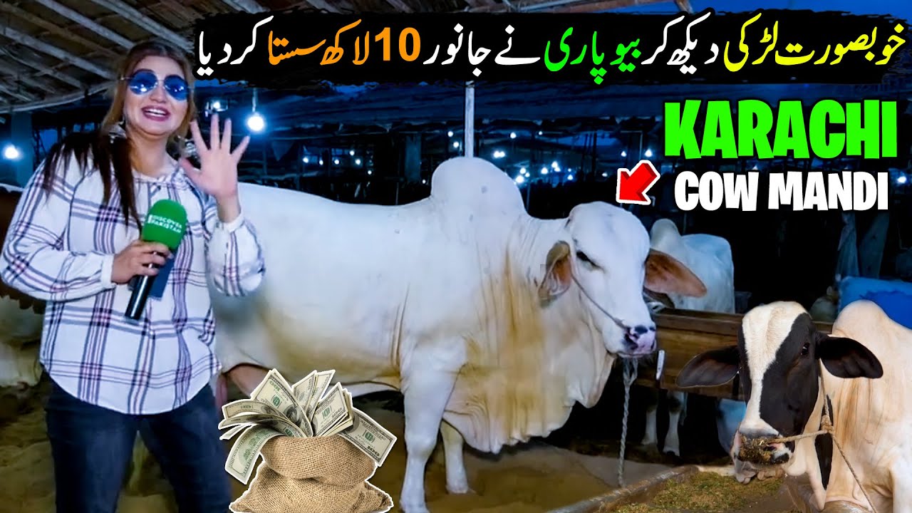 Karachi Cow Mandi 2025 | Most Expensive Cattle Market | Qurbani 2025 | Discover Pakistan
