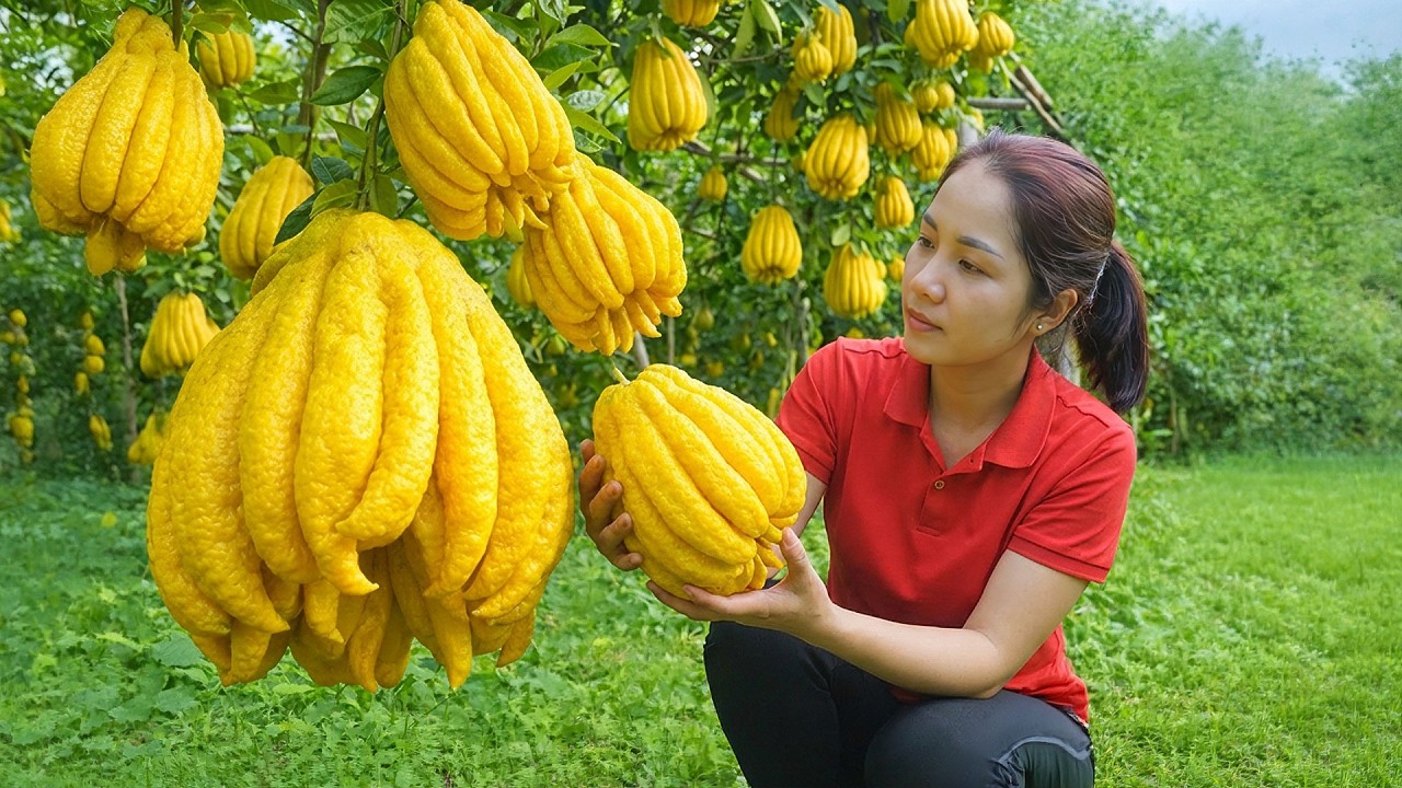 Havesting 1000+Kg Giant Buddha&rsquo;s Hand Citrons for Market | Hana Free Bushcraft