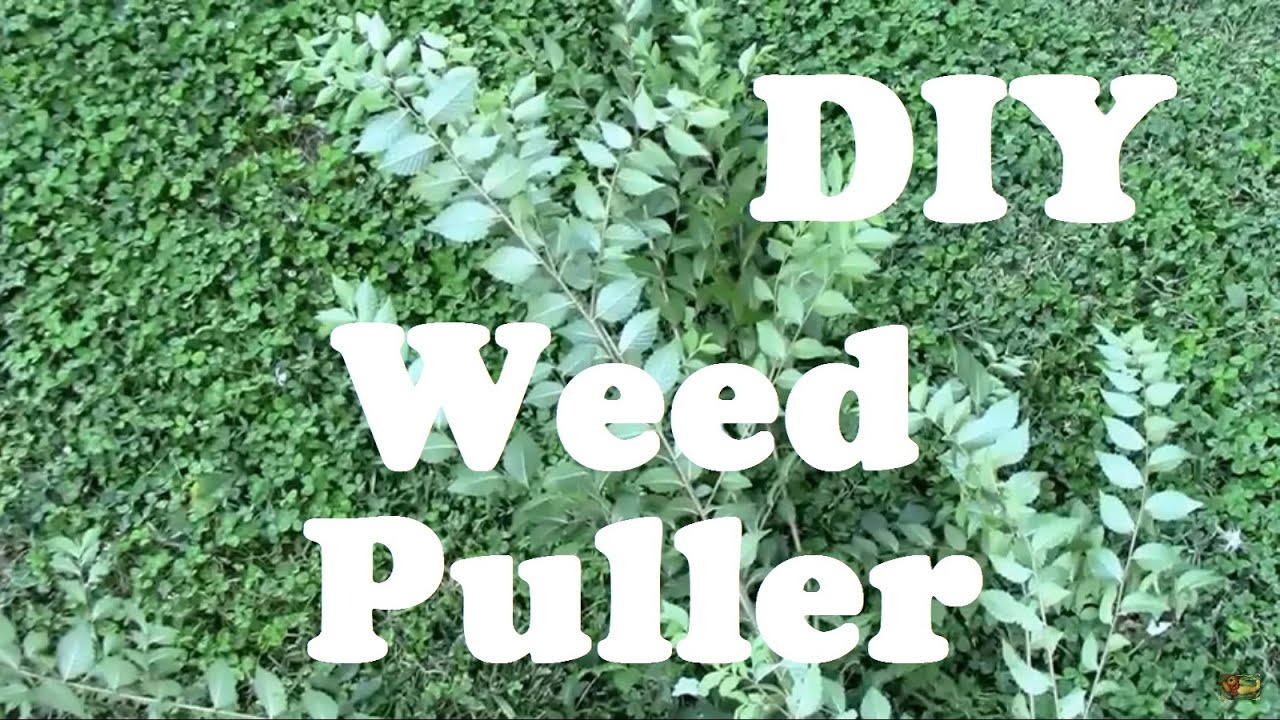Best DIY Weed and Small Tree Puller You Probably Already Own. I pulled a 5 ft. 10 in. tree with it.
