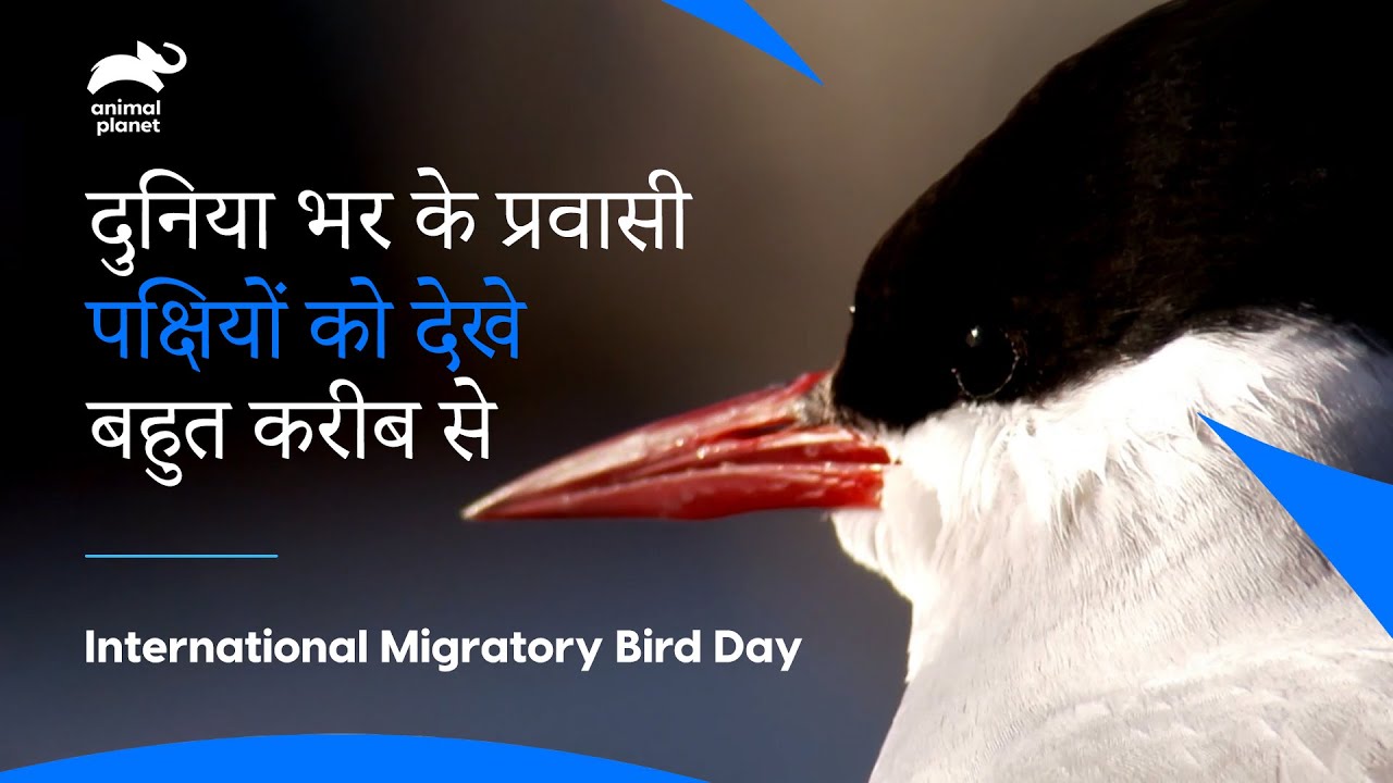 आर्कटिक टर्न : दुनिया का सबसे लंबा प्रवासन देखे | Arctic Tern Bird Migration | Animal Planet India