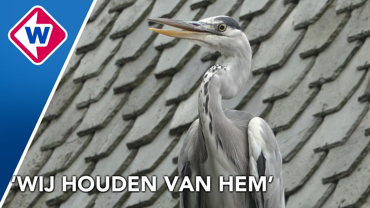 Reiger troost bezoekers van begraafplaats