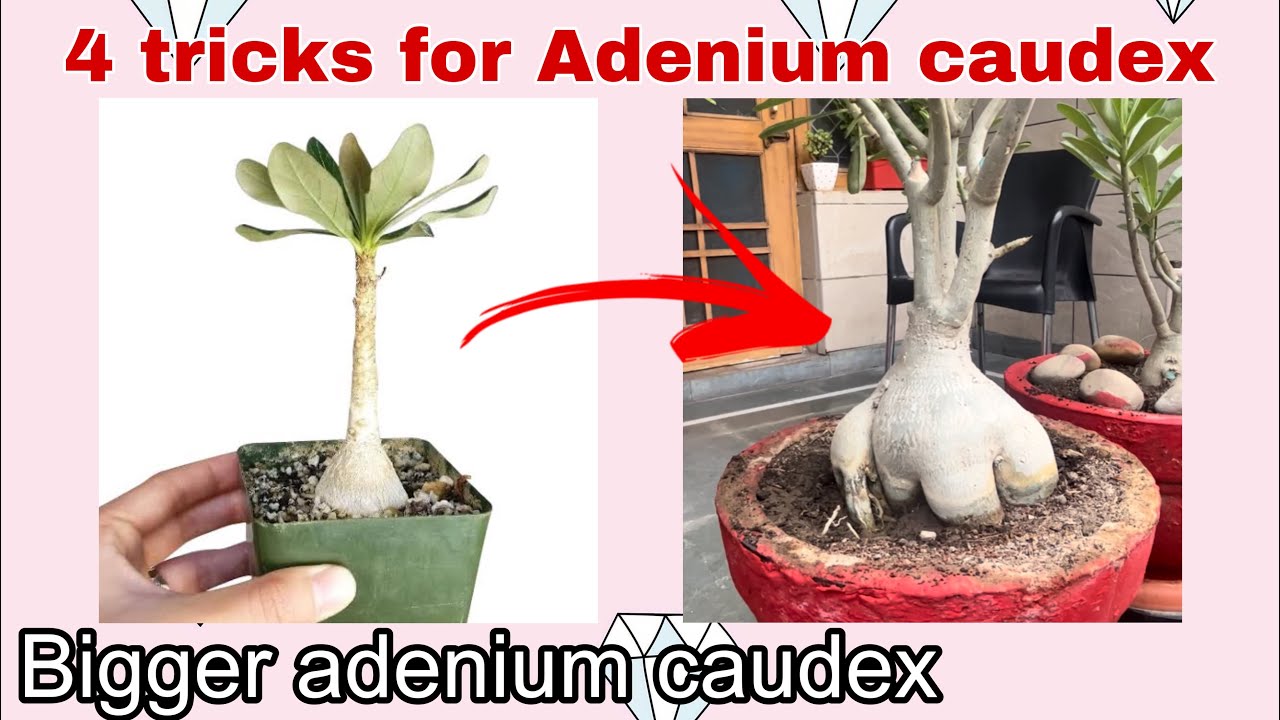 How to get bigger Adenium caudex || एडेनियम का कॉडेक्स मोटा केस कैसे बनाये! | 4 tricks!🌺