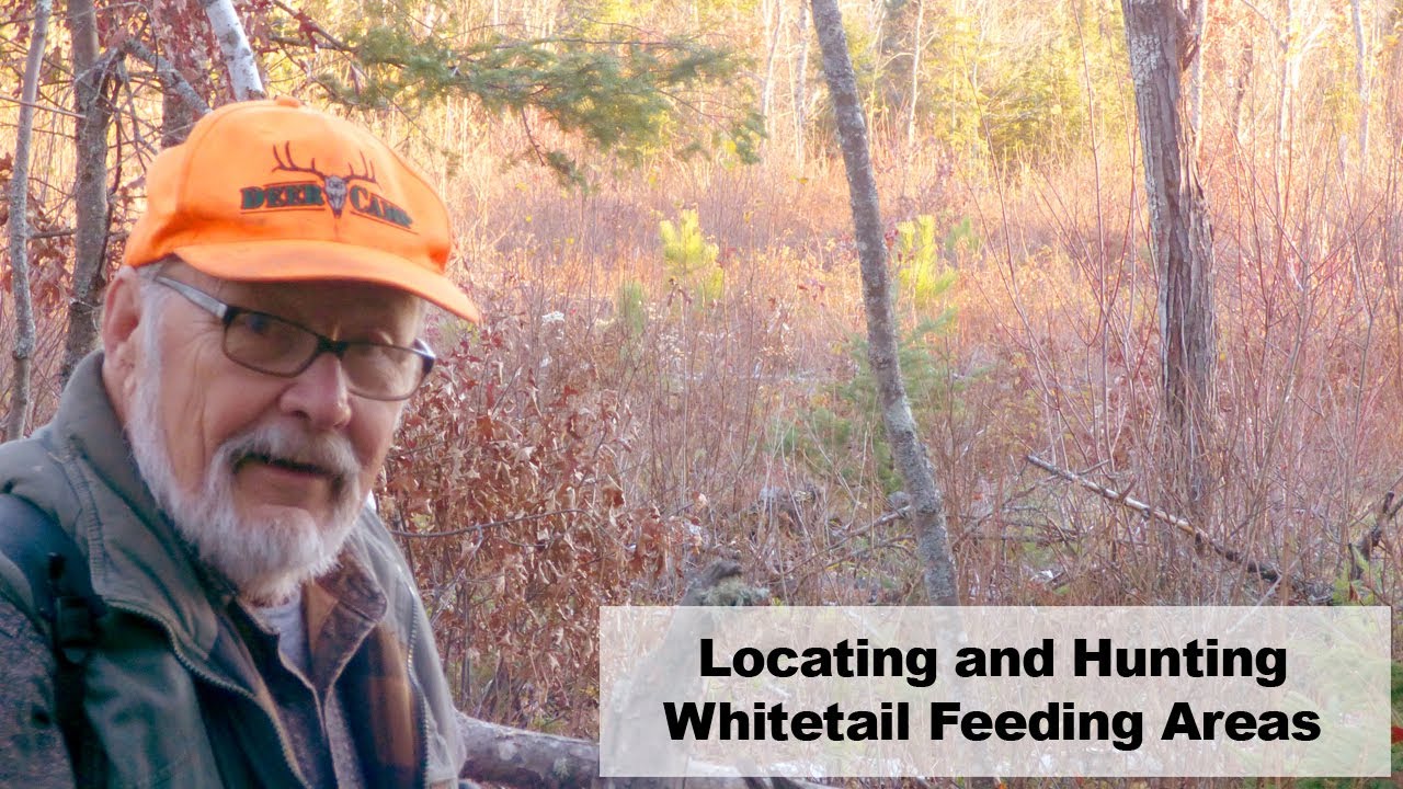 Locating and Hunting Whitetail Feeding Areas