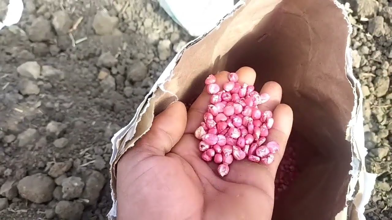 زراعة الذرة الشامية موعد الزراعة وطرق النقر والري ومعلومات هامه