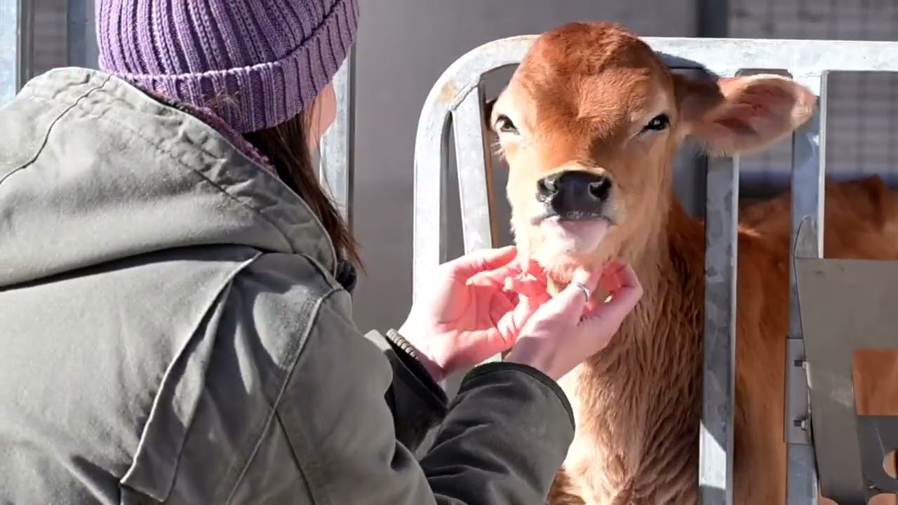 How technology works at  Providence Farmstead's Dairy Operation