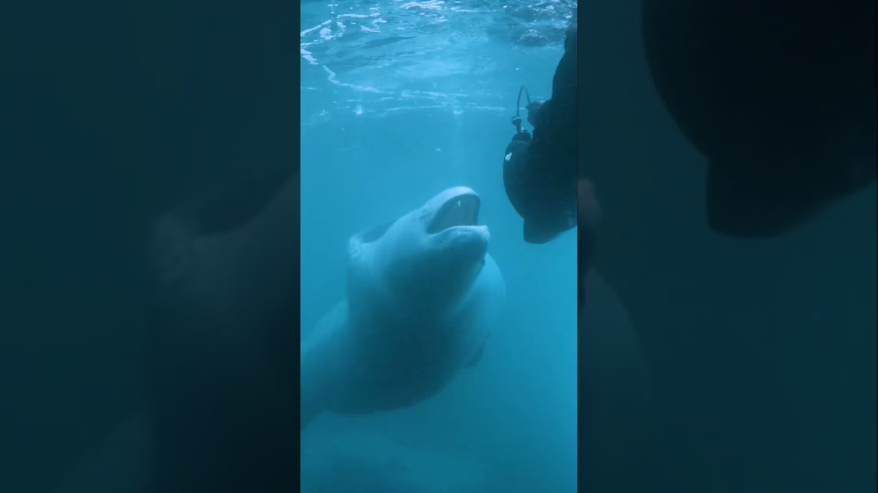 What happens when you slip beneath the surface and into a leopard seal&rsquo;s icy kingdom? #sealife