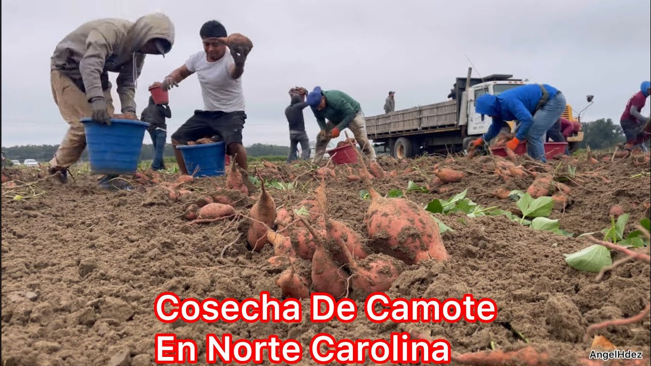 Pisca De Camote En Norte Carolina 🇺🇸