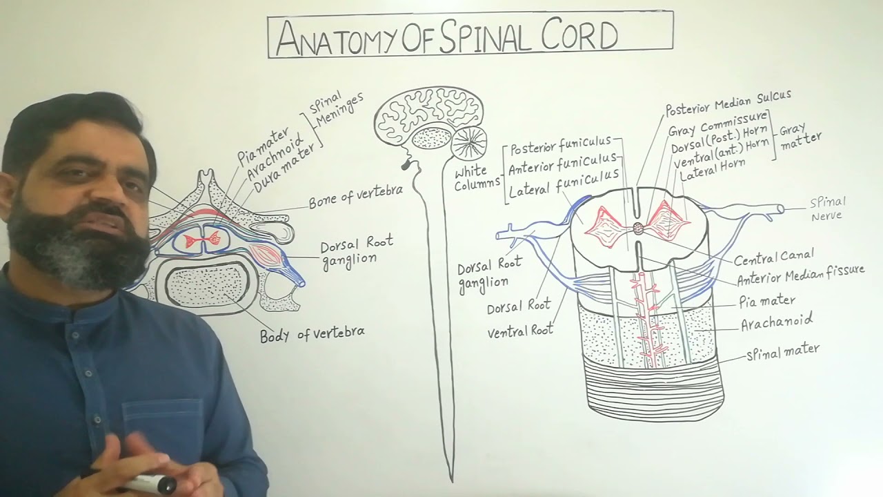 Spinal Cord Urdu /Hindi medium @Prof. Masood Fuzail| Anatomy of Spinal cord | Spinal Meninges
