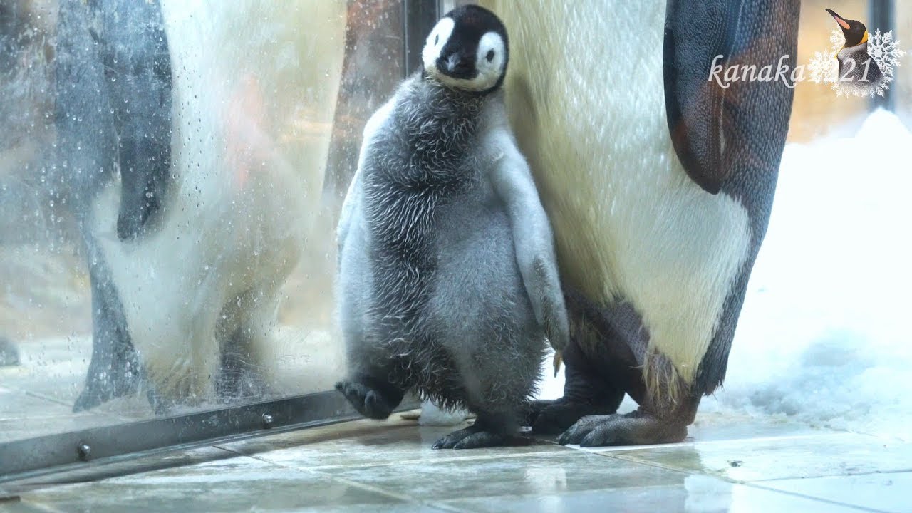 AWS 2019エンペラーペンギンの赤ちゃん-Baby Emperor penguin
