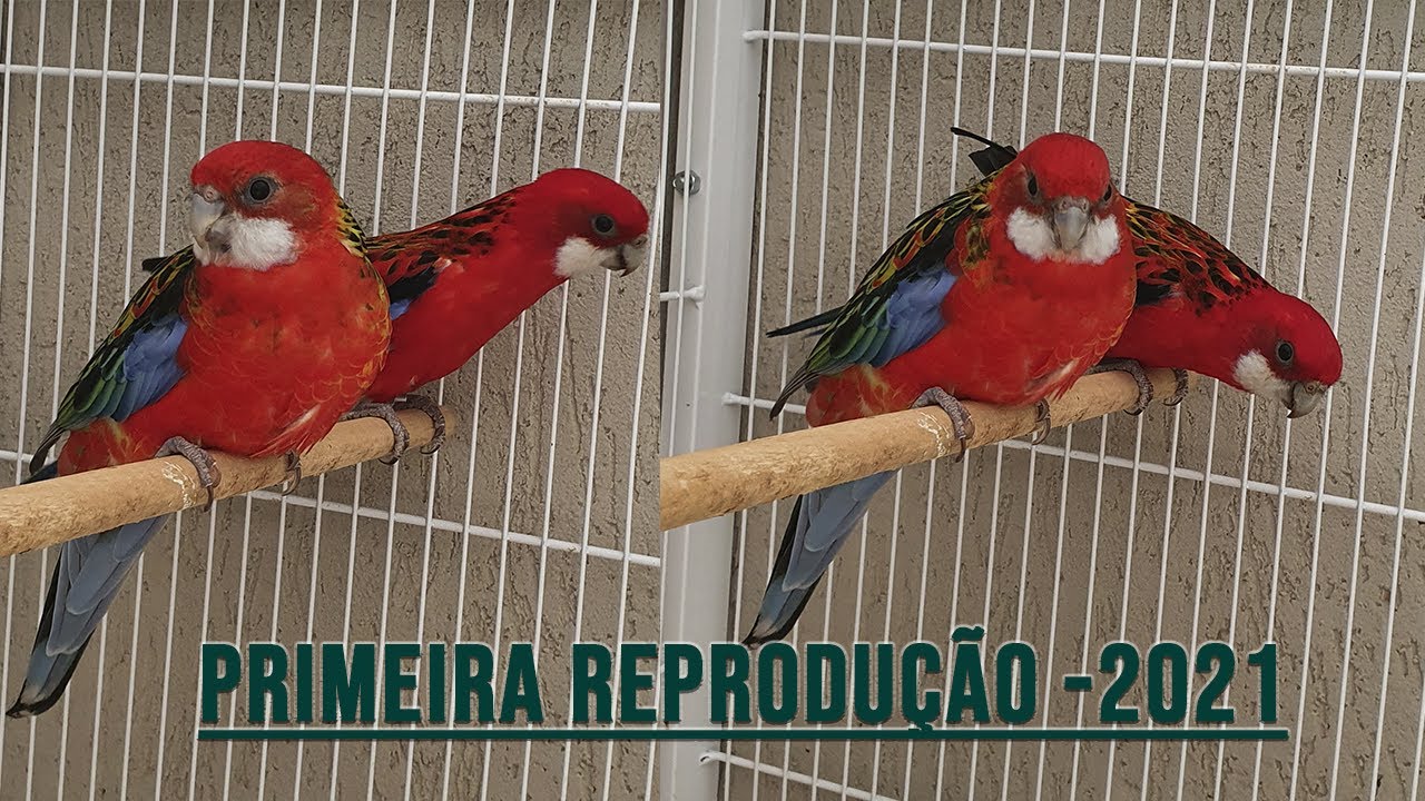 Primeira reprodução do casal de roselas macho vermelho/ino , fêmea vermelha.