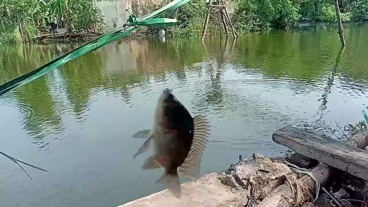 SIAPA SANGKA ‼️ SPOT ANGKER MALAH BANYAK IKANNYA LOKASI SURABAYA KENJRAN