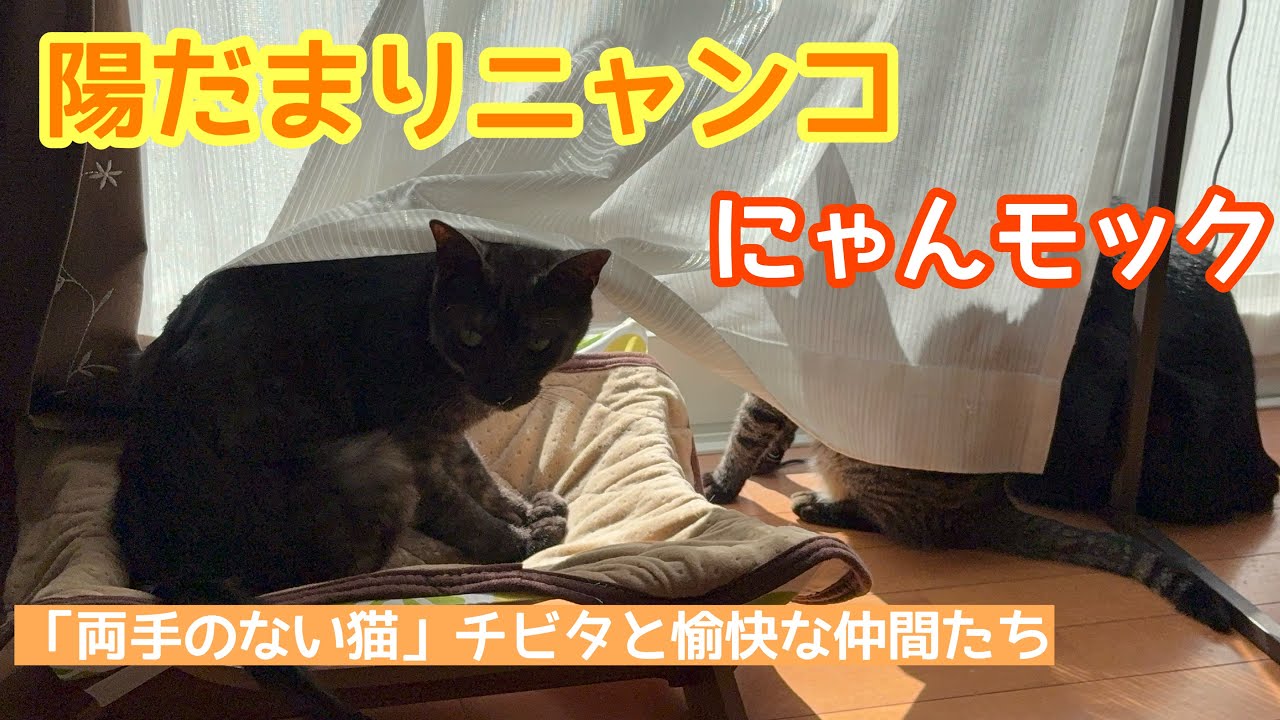 【猫動画】ニャンモックDE日向ぼっこ🌞「両手のない猫」チビタと愉快な仲間たち