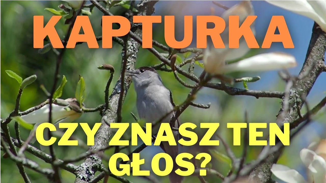 Kapturka śpiew. Czy znasz ten głos?