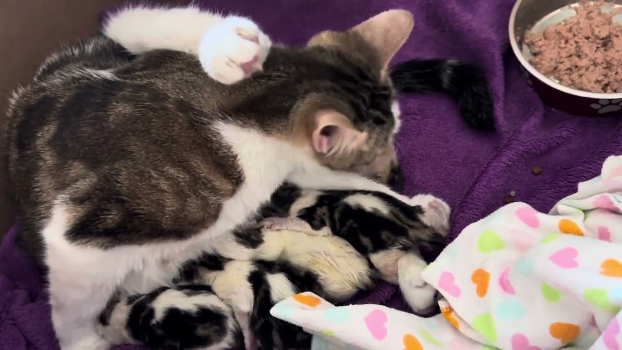Delivery of Foster Cats Last Kitten Ever!!