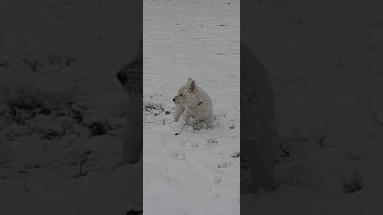 Mein Westie gefällt der Schnee aam8.Januar 2026