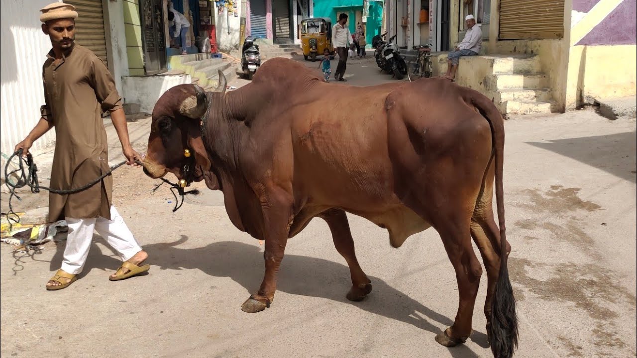 6300951195 saste bulls in hashamabad | bade janwar in hashamabad chandrayangutta Hyderabad