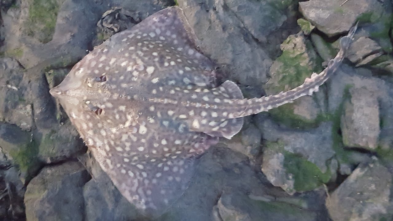 Crouch Estuary Fishing Sessions. March 2021. Thornback Ray.