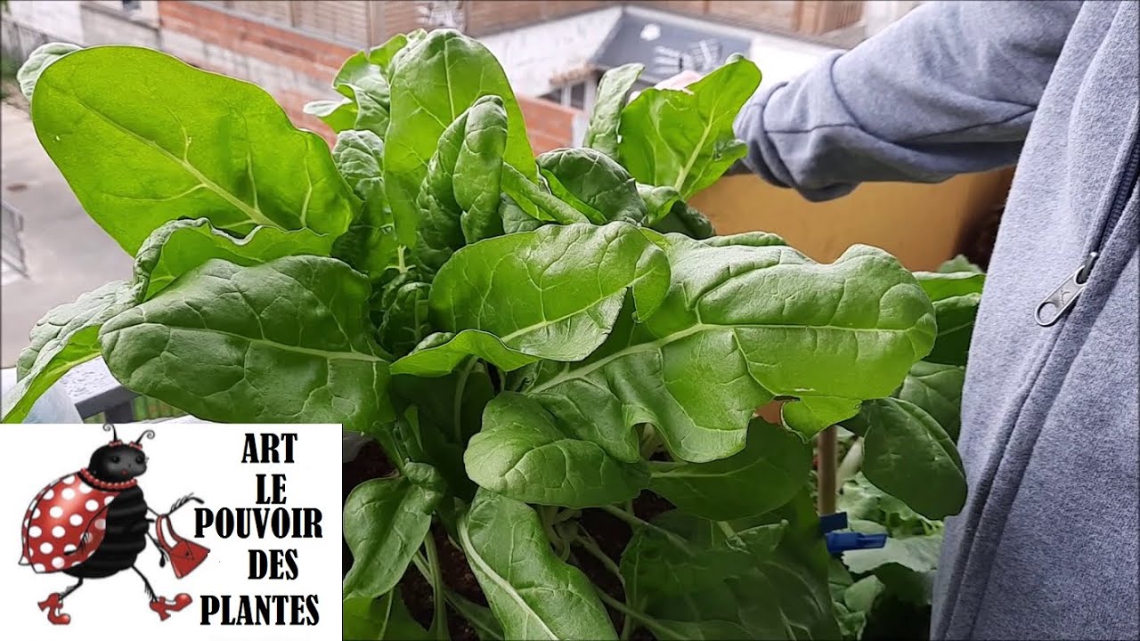 Potager sur balcon:  Blette,  bette, poirée: Culture semis taille arrosage: Plante annuelle