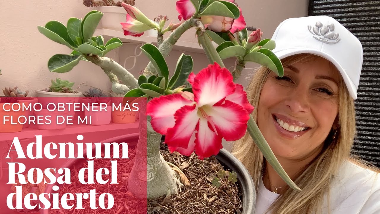 ¿Cómo hacer que tu rosa del desierto (Adenium) tenga más flores?