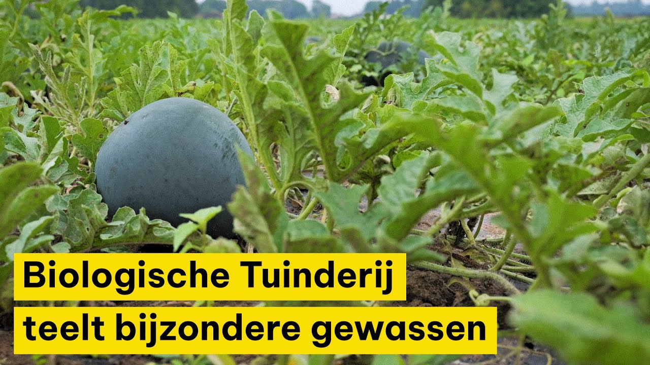 Biologische Tuinderij de Waog teelt bijzondere gewassen: ‘Niet altijd even gemakkelijk’
