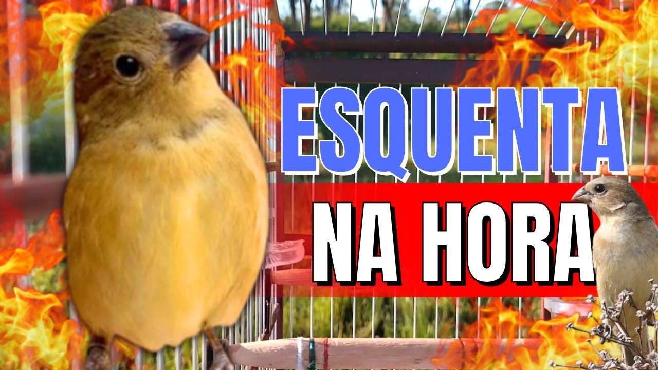 FÊMEA DE COLEIRO FOGOSA PIANDO E CHAMANDO MUITO ESQUENTE SEU COLEIRO