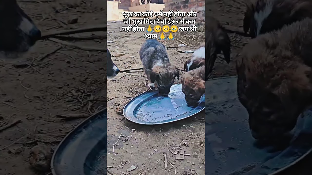 Help kro street dogs ke🙏 target 