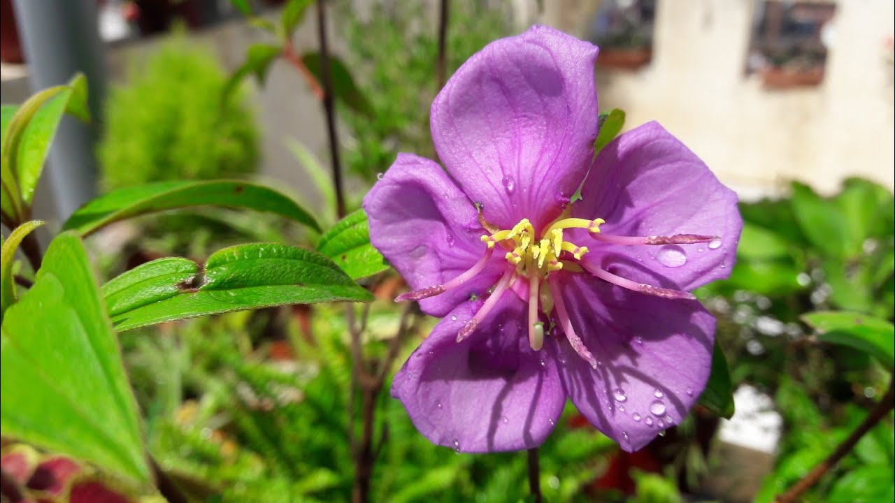 Best Flowering Plant - Begam Bahar || Begam Bahar Plant Care || How to Grow and Care Begam Bahar