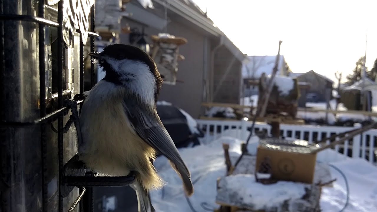 Oiseau  dans des mangeoires en hiver au Québec