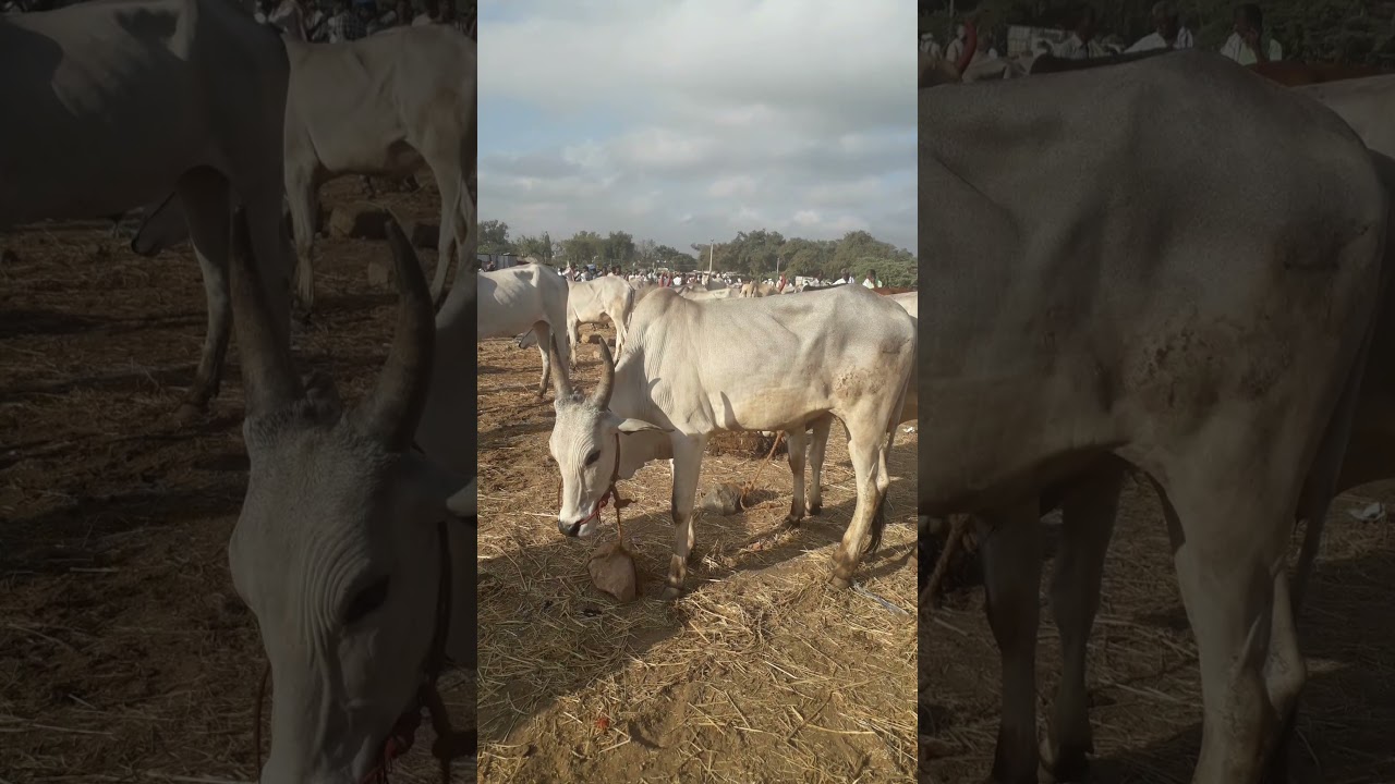 மணப்பாறை மாட்டுச்சந்தை