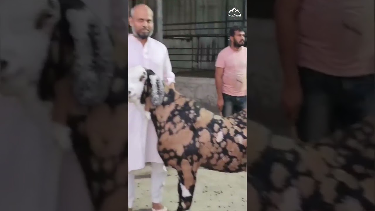 top quality gujri bakre #bakramandi #bakra #andulbakre #bakramandi2025 #petsvlog