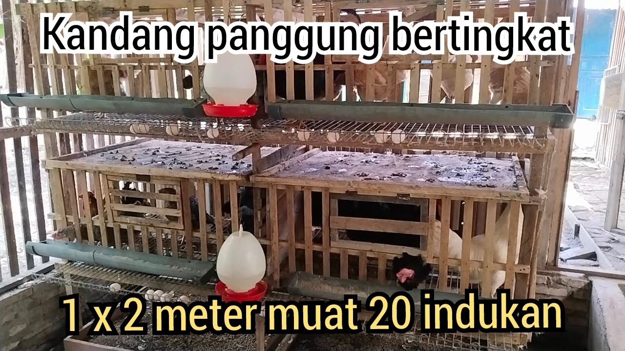 KANDANG PANGGUNG Tingkat Untuk Indukan Ayam Kampung