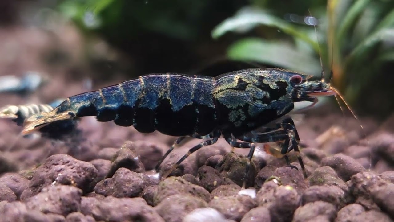BOA shrimp