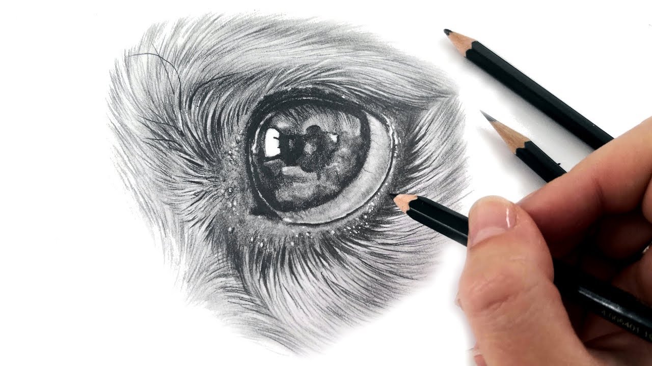I'm back! Q&A and drawing a dog eye in graphite