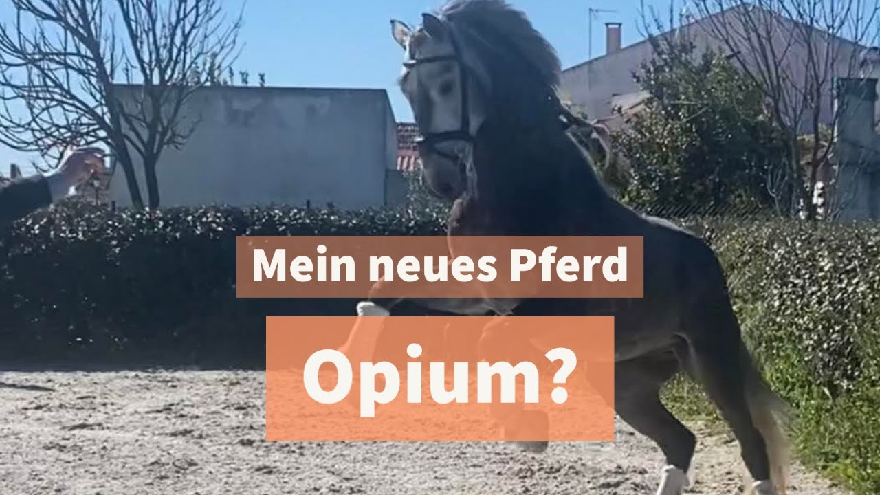 Unerwartet -  Pferdekauf in Portugal!