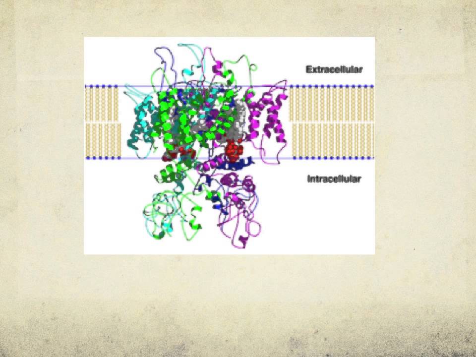 TRPV1 Ion channels
