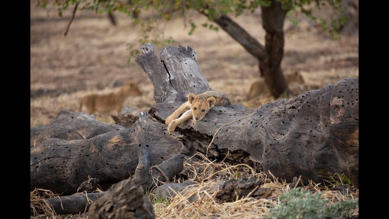 Zakouma National Park, Chad Africa 2023