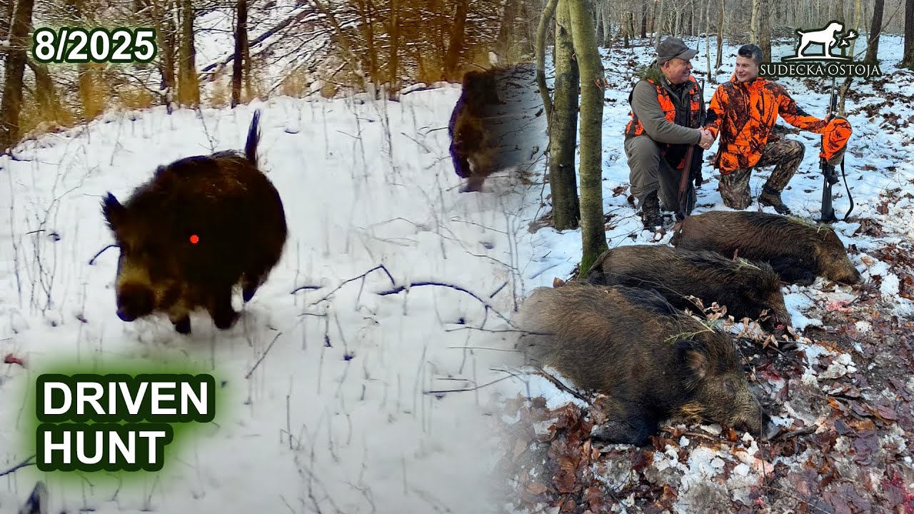 Polowanie zbiorowe prawie nad morzem #2 - SUDECKA OSTOJA 8/2025 Driven Hunt wildboars
