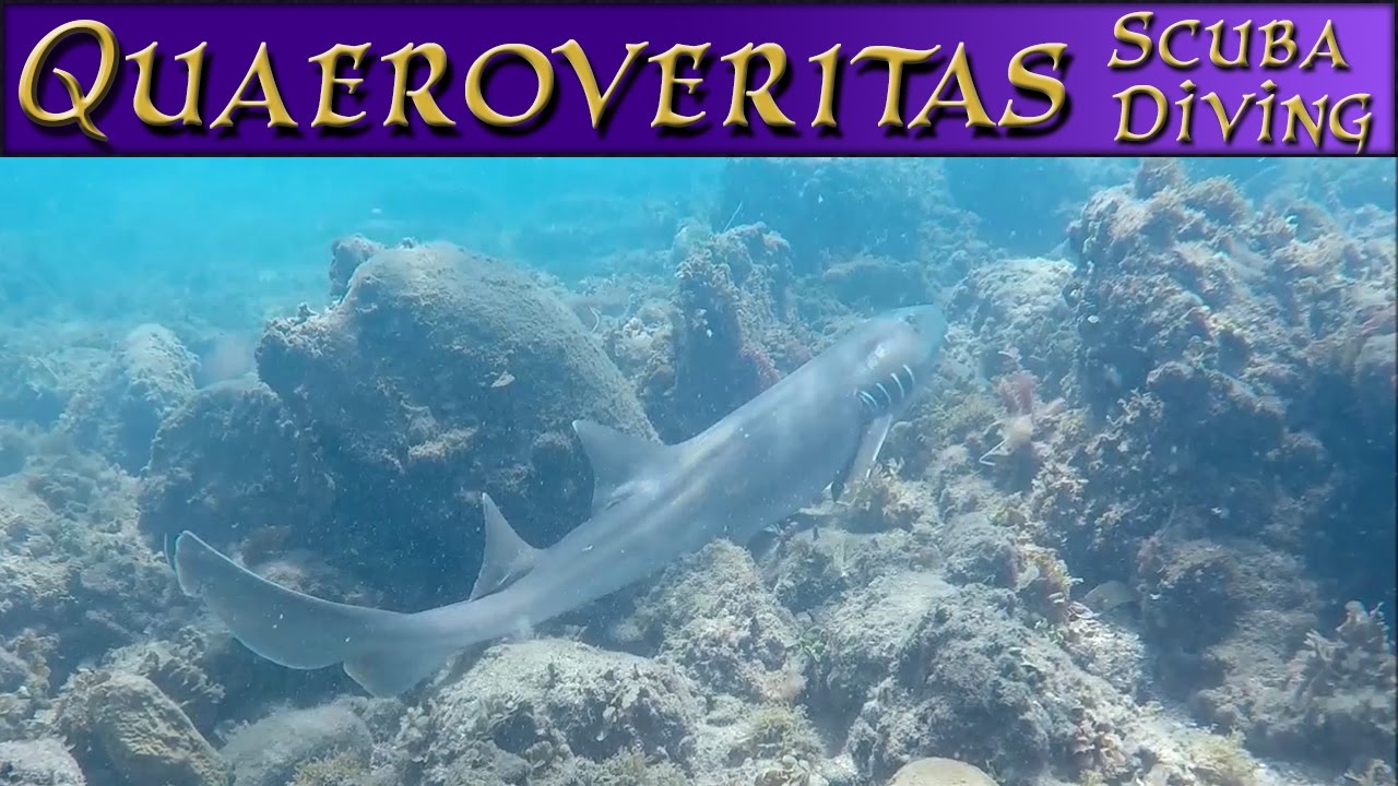 Scuba Diving With Q - Shark Encounters Off Kings Beach Queensland #ScubaDiving #ScubaDiving