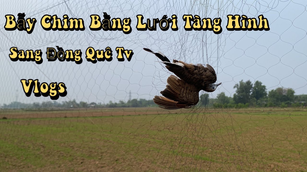 Bẫy Chim Cu Cuối Mùa Bằng Lưới Tàng Hình | Sang Đồng Quê TV