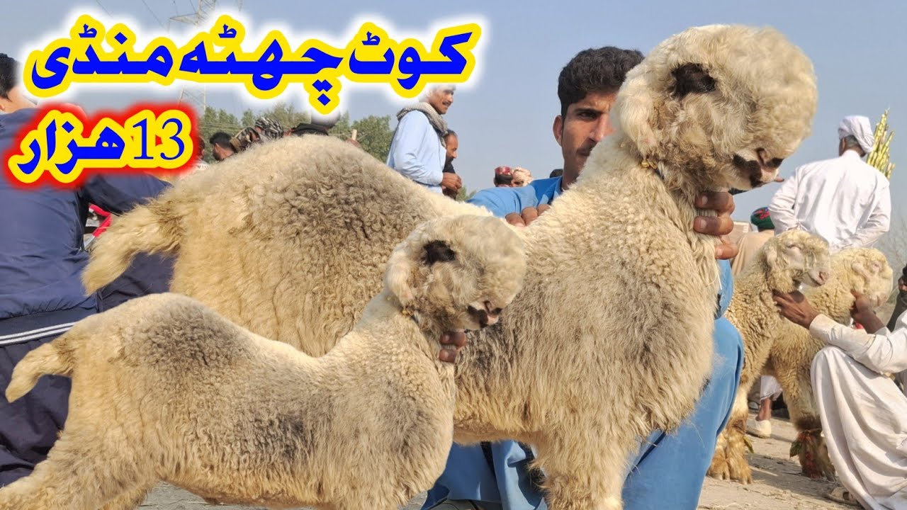 کوٹ چھٹہ گاؤں کی سستی منڈی میں فی مندرہ 15 ہزار سستا خریدے خریداری کرنے کا شاندار موقع