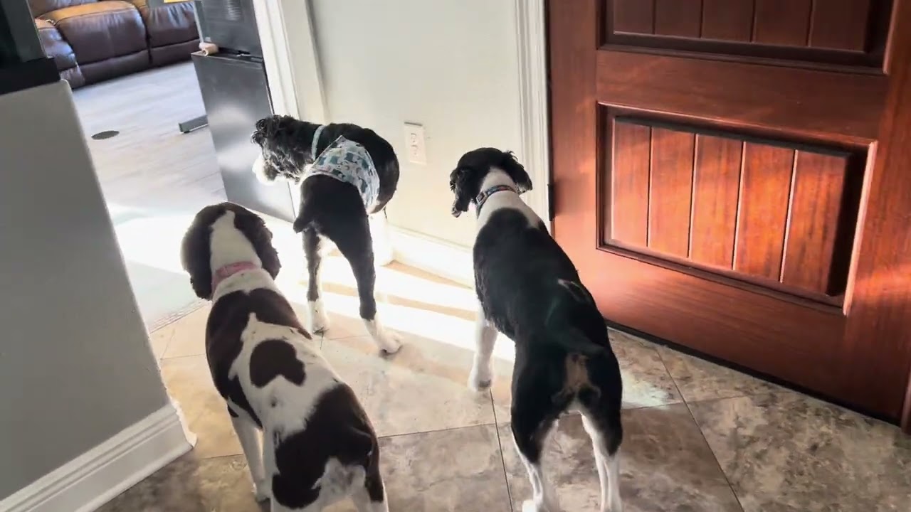 Can a blind dog finding his way around his house?