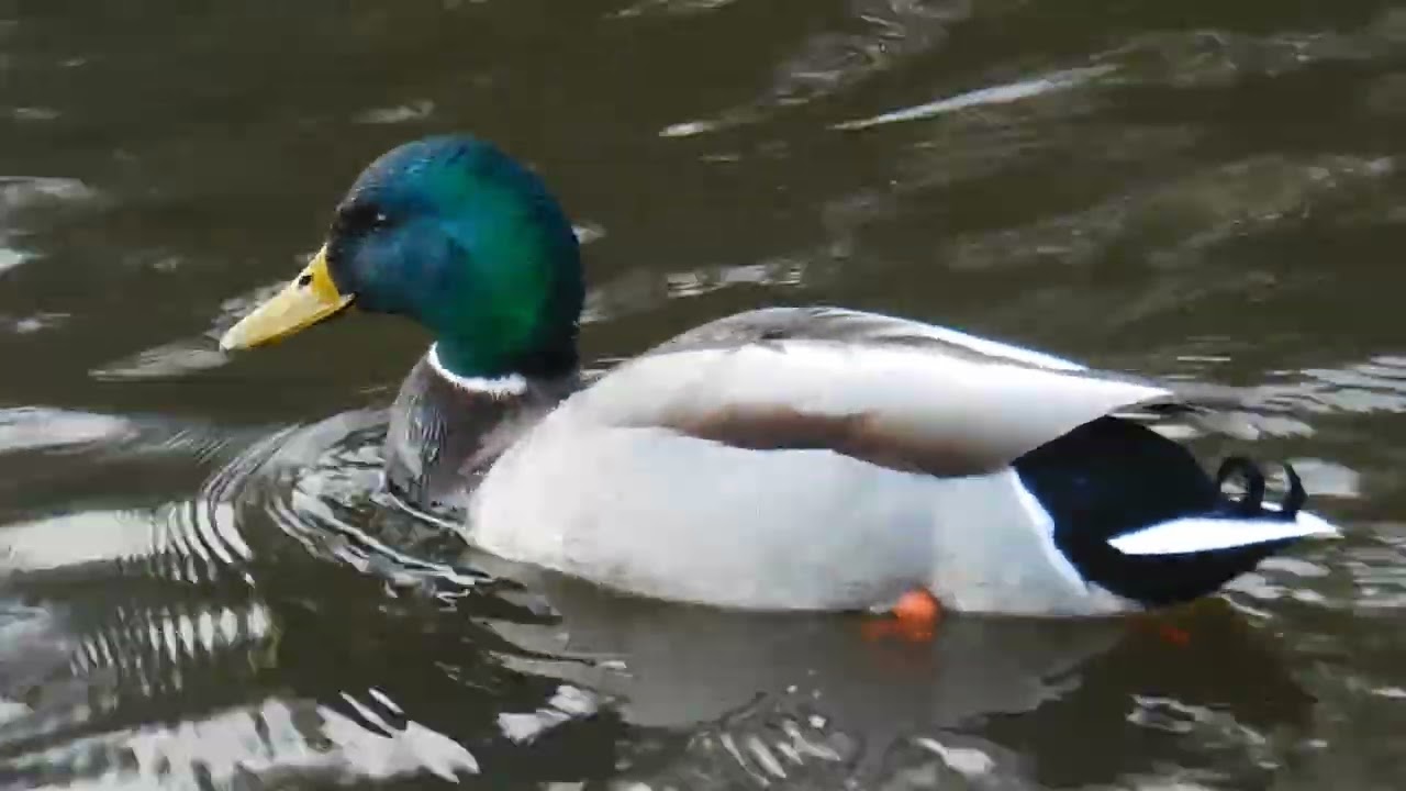 Rhuddlan Nature Reserve   March 2026