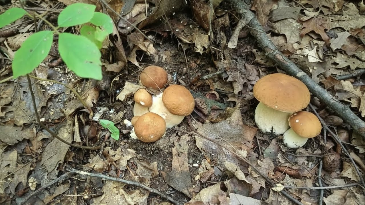 Amazing videos of porcini mushrooms 