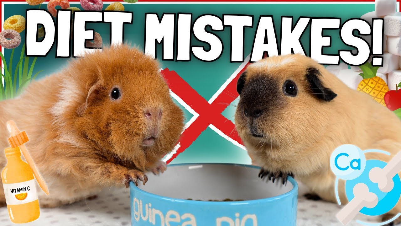 10 Biggest Guinea Pig Diet MISTAKES (and How to Fix them!)