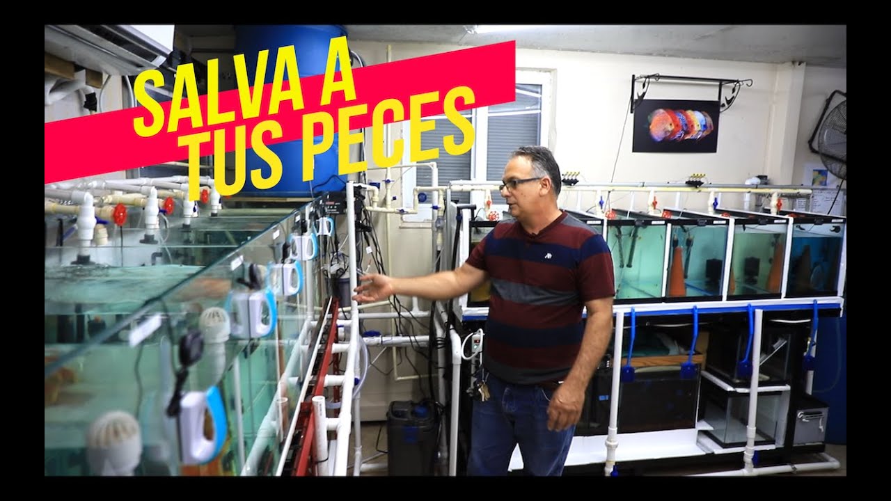 EVITA UN DESASTRE EN TU ACUARIO (4K)😱