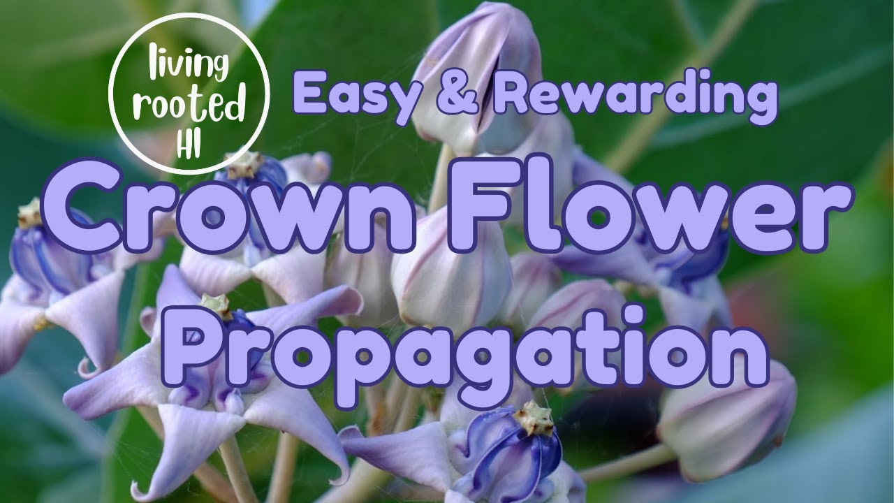 Crown Flower Propagation... so Easy to Do.