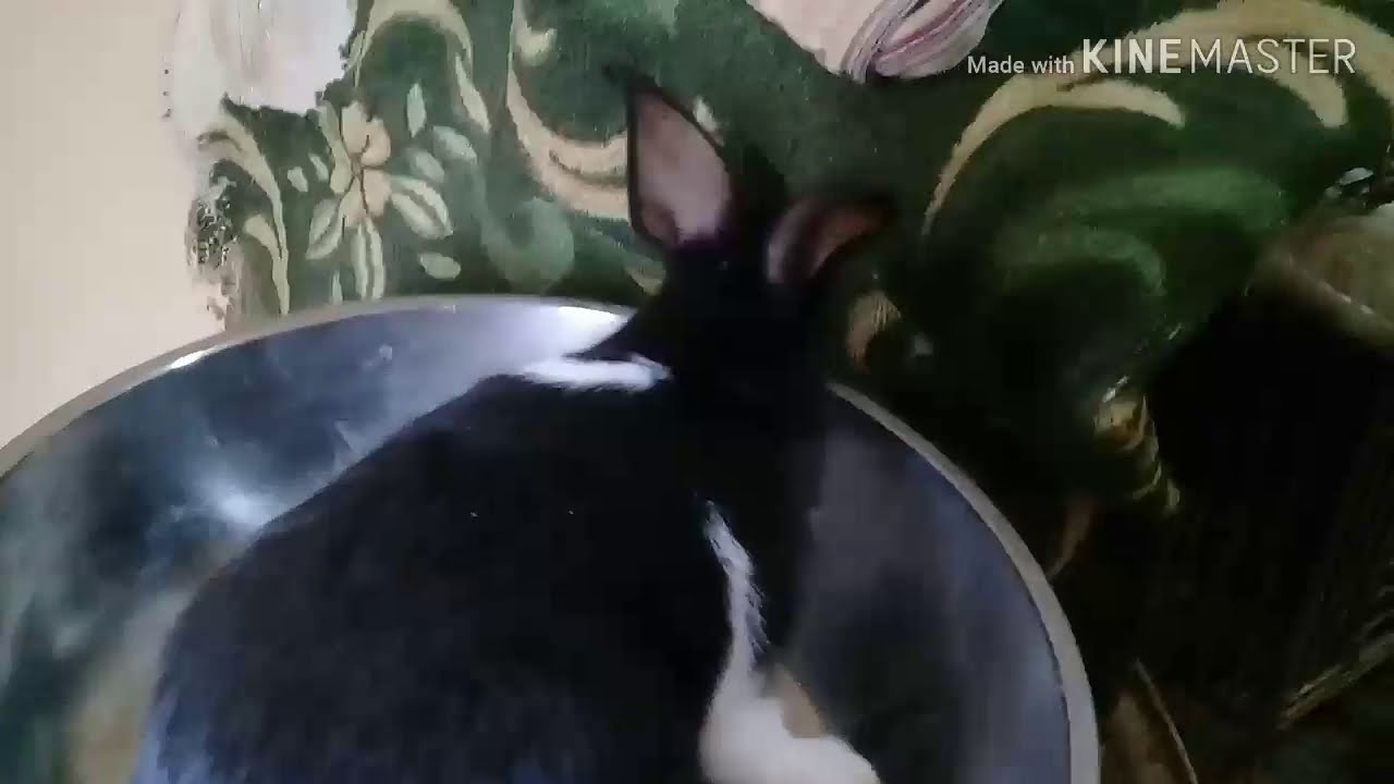 وزن الارانب البلدى على ثمانيه عشيرين يوم