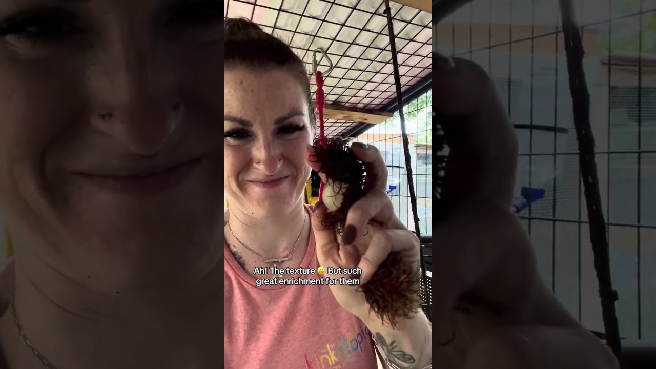 Rambutan for the Kinkajous